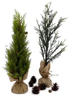 Pine Trees With Burlap Root Balls