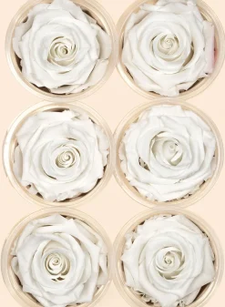 Preserved Angelical White Rose, Set of 6