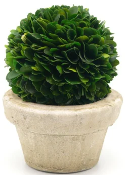 Preserved Boxwood Ball In Pot
