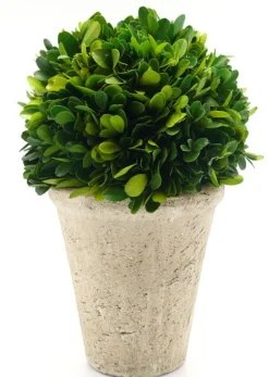 Preserved Boxwood Ball In Pot
