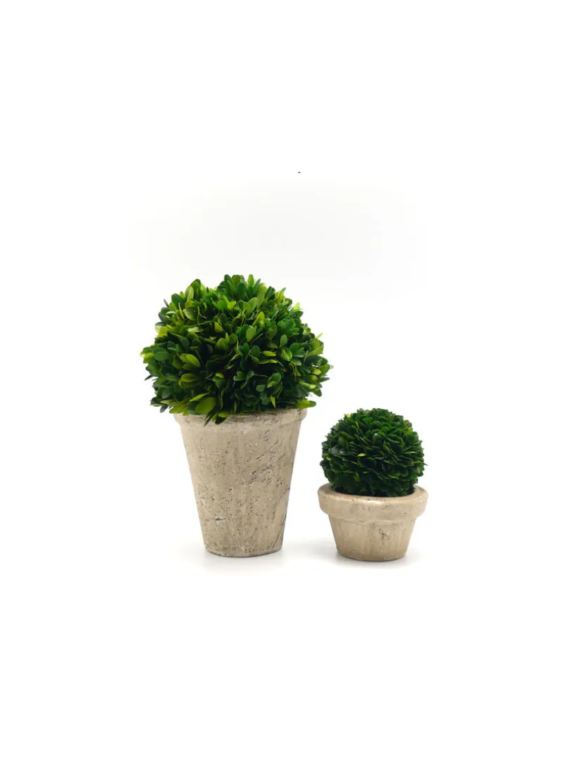 Preserved Boxwood Ball In Pot