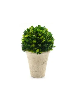 Preserved Boxwood Ball In Pot
