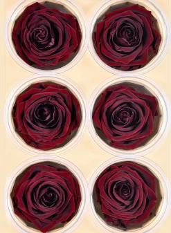 Preserved Burgundy Elegant Red Wine Rose, Set of 6