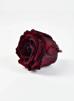 Preserved Burgundy Elegant Red Wine Rose, Set of 6