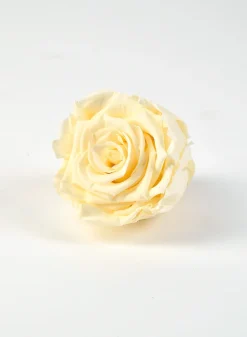 Preserved Cream Rose, Set of 6