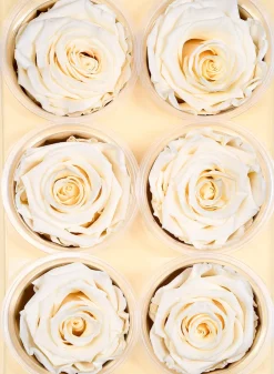 Preserved Cream Rose, Set of 6