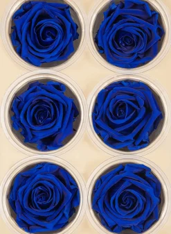 Preserved Deep Classy Blue Roses, Set of 6