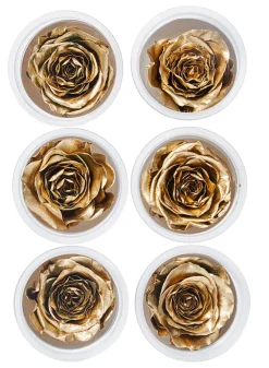 Preserved Gold Roses, Set of 6