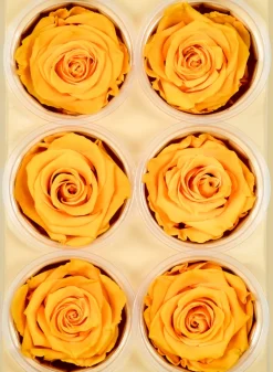 Preserved Gracious Yellow Rose, Set of 6