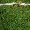 Preserved Green Sheet Moss