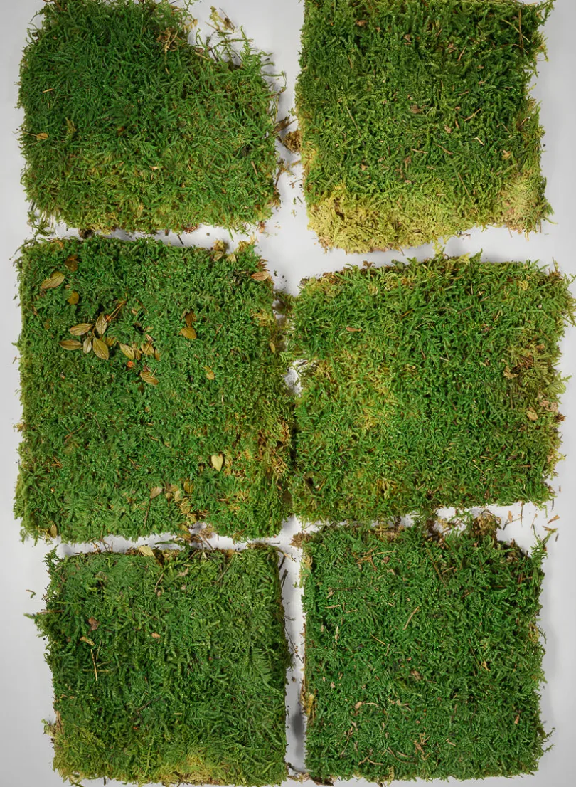 Preserved Green Sheet Moss