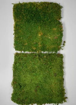 Preserved Green Sheet Moss, Bulk