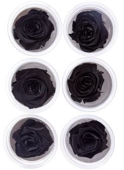 Preserved Luxurious Black Rose, Set of 6
