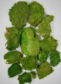 Preserved Mood Moss