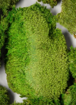 Preserved Mood Moss