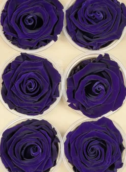 Preserved Purple Roses, Set of 6