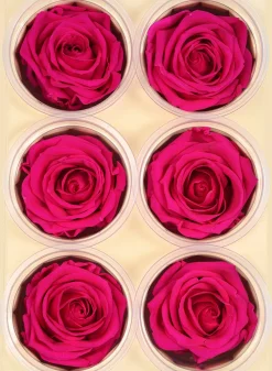 Preserved Sophisticated Magenta Rose, Set of 6
