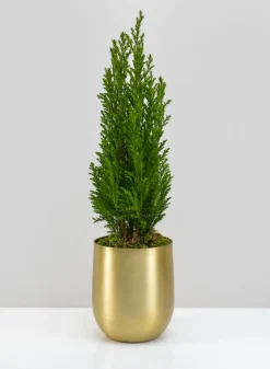 Ragha Brass Look Aluminum Pot