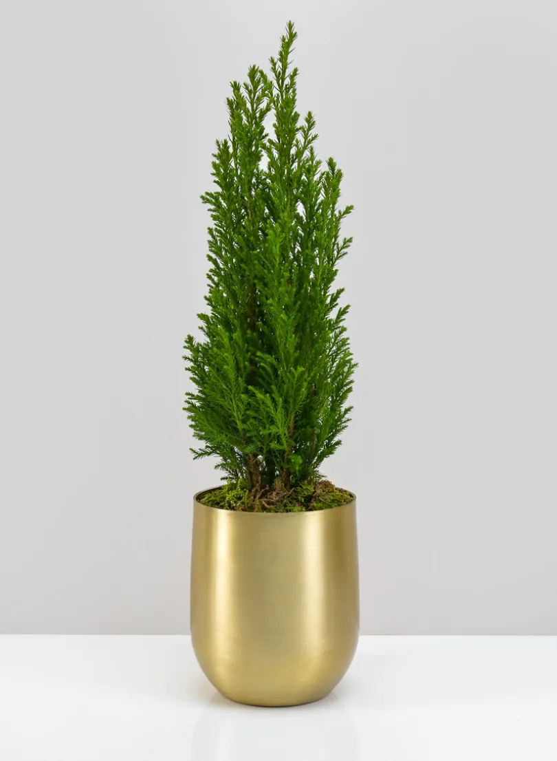 Ragha Brass Look Aluminum Pot