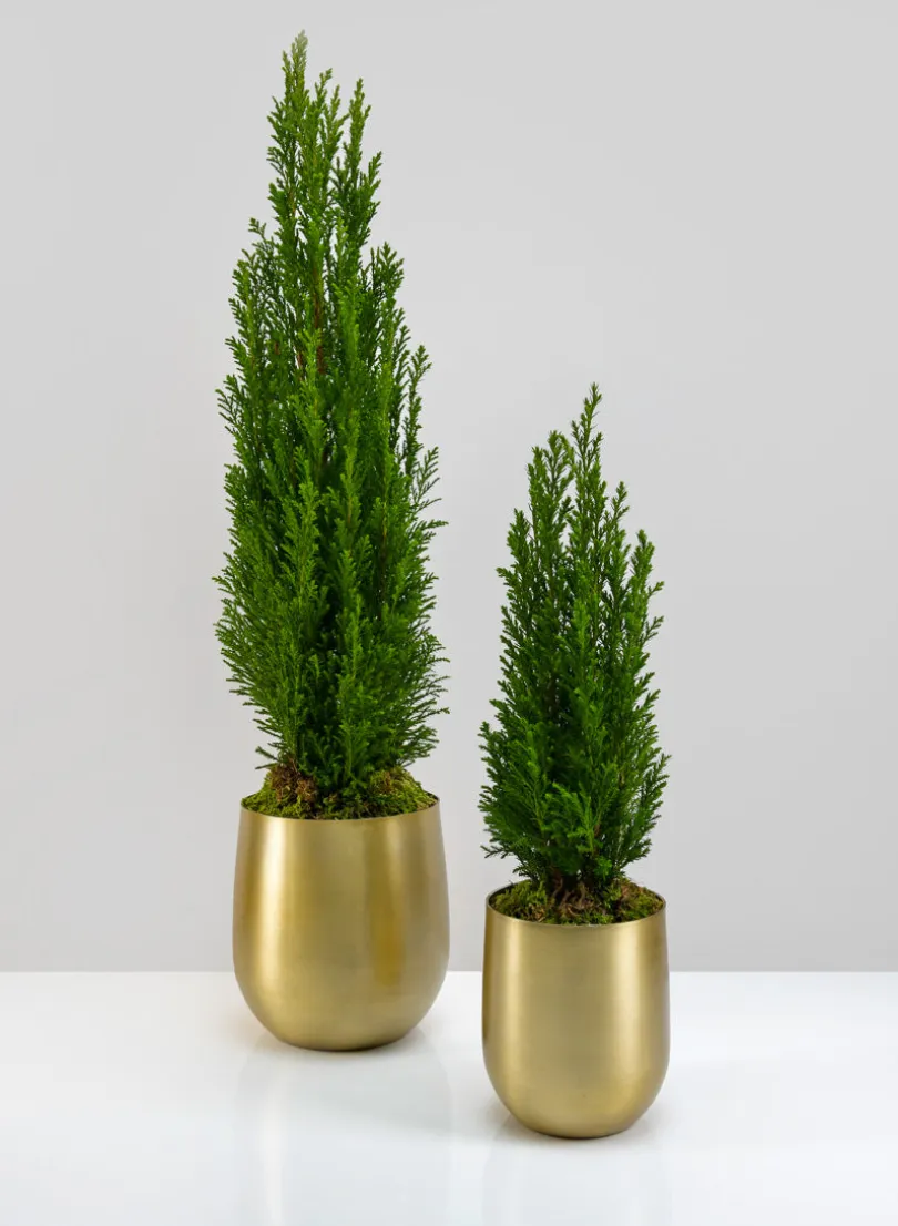 Ragha Brass Look Aluminum Pot
