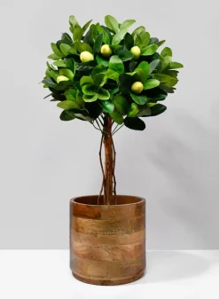 Salma Wood Cachepot