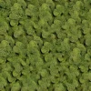 Spring Green Reindeer Moss, Bag