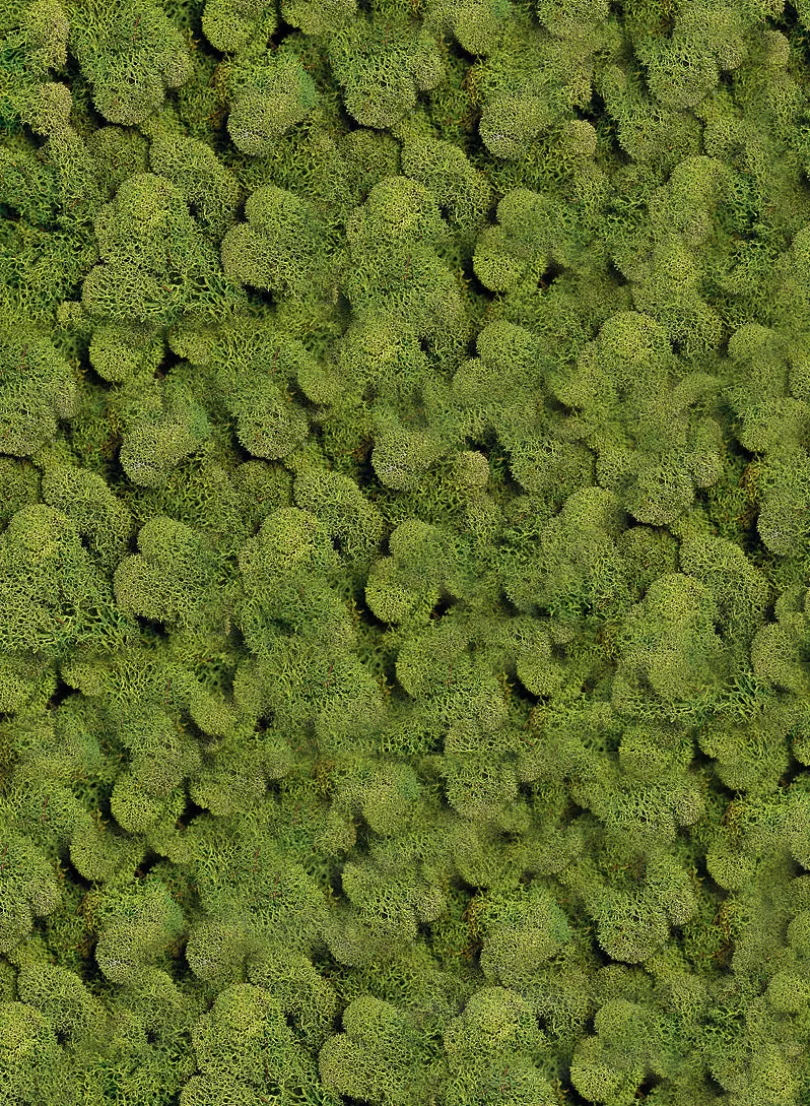 Spring Green Reindeer Moss, Bag