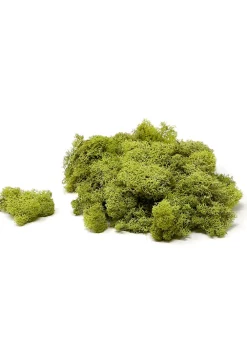 Super Moss Chartreuse Reindeer Moss