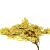 Transparent Yellow Oak Leaves, 1.0 lbs.