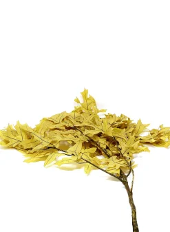 Transparent Yellow Oak Leaves, 1.0 lbs.