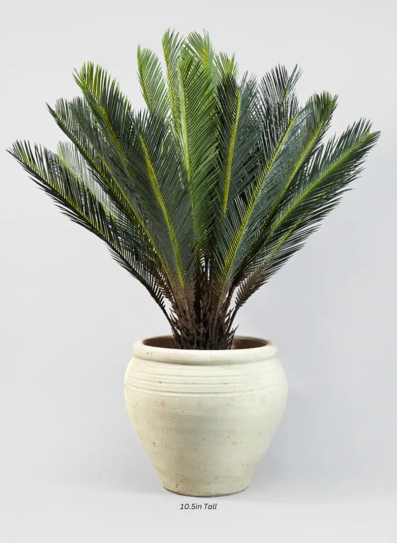 Tunisian Handmade Stamnos Pot