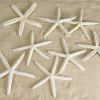 White Finger Starfish, Set of 12