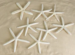 White Finger Starfish, Set of 12
