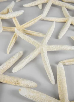 White Finger Starfish, Set of 12