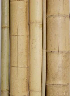 Wide Natural Bamboo Stakes