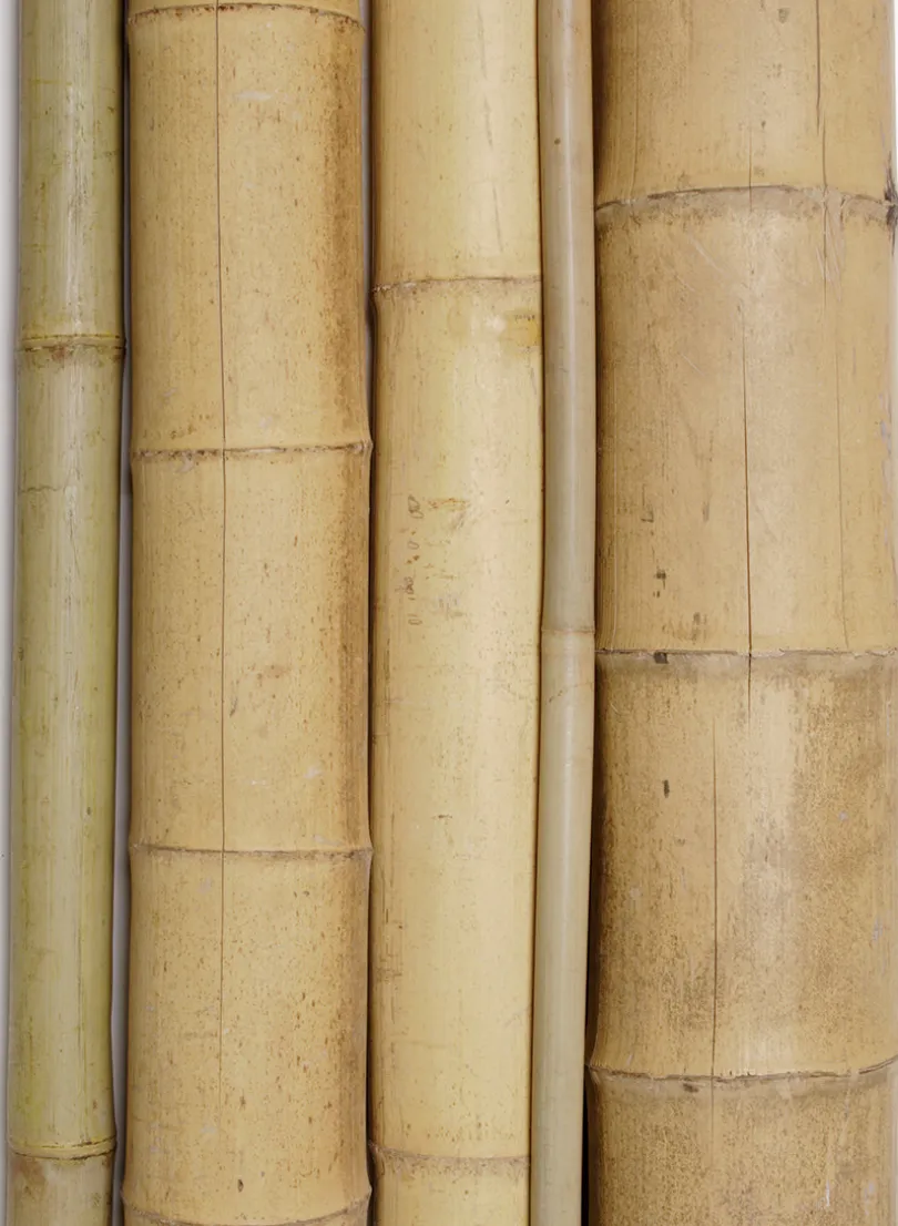 Wide Natural Bamboo Stakes